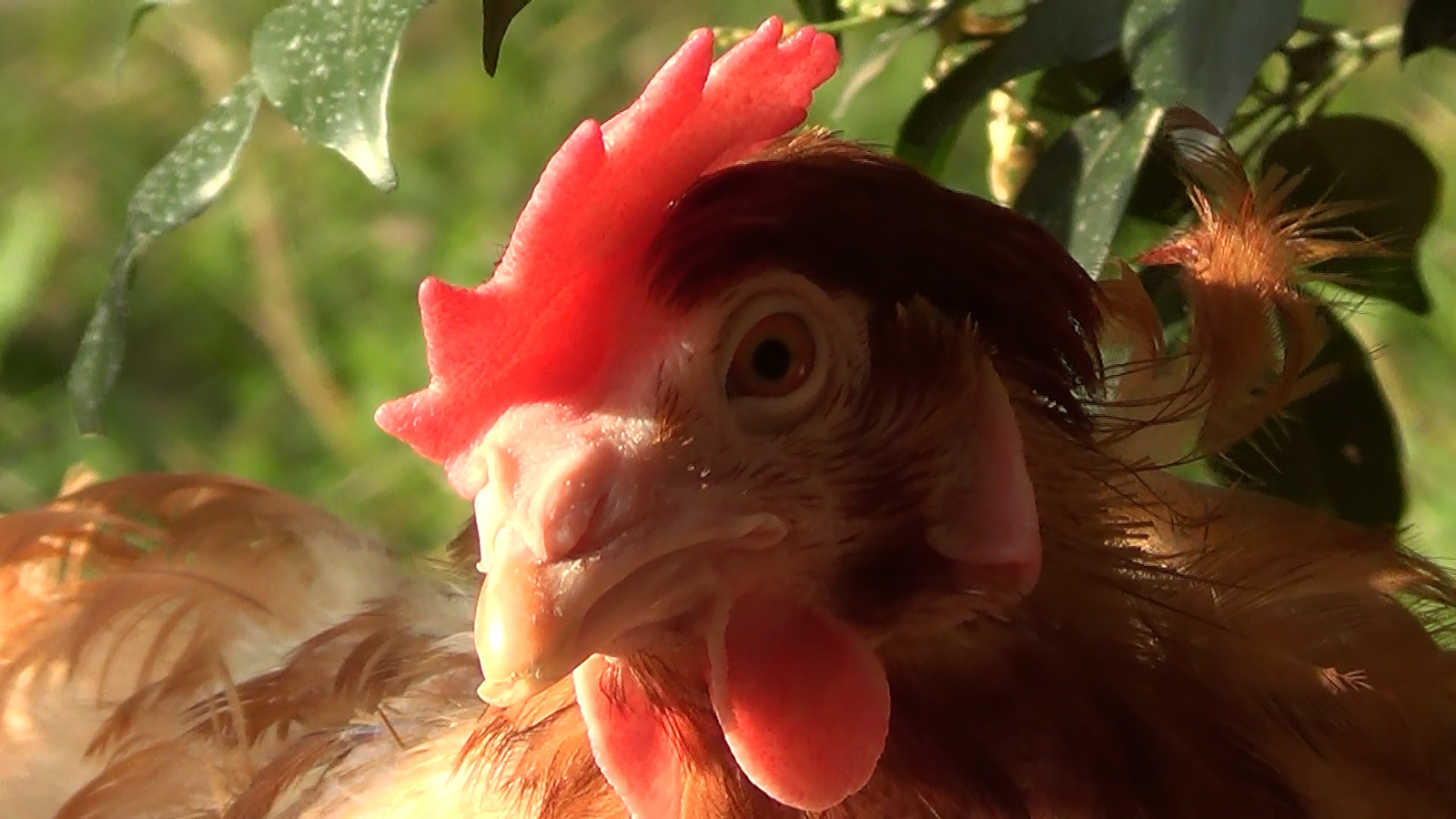 Read more about the article Sunshine, Freedom and Fresh Air for Rescued Hens