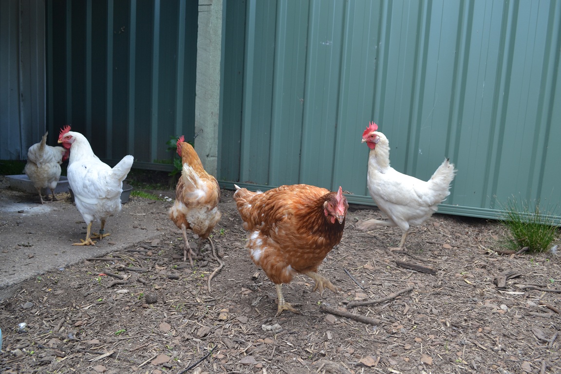 Read more about the article 5 Sweet Hens Looking for a Long-Term Foster Home