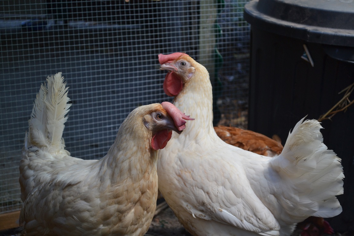 Read more about the article Why We Can’t Give Up – NSW Hen Rescue Relaunch