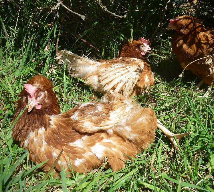 Read more about the article Welcome to NSW Hen Rescue!