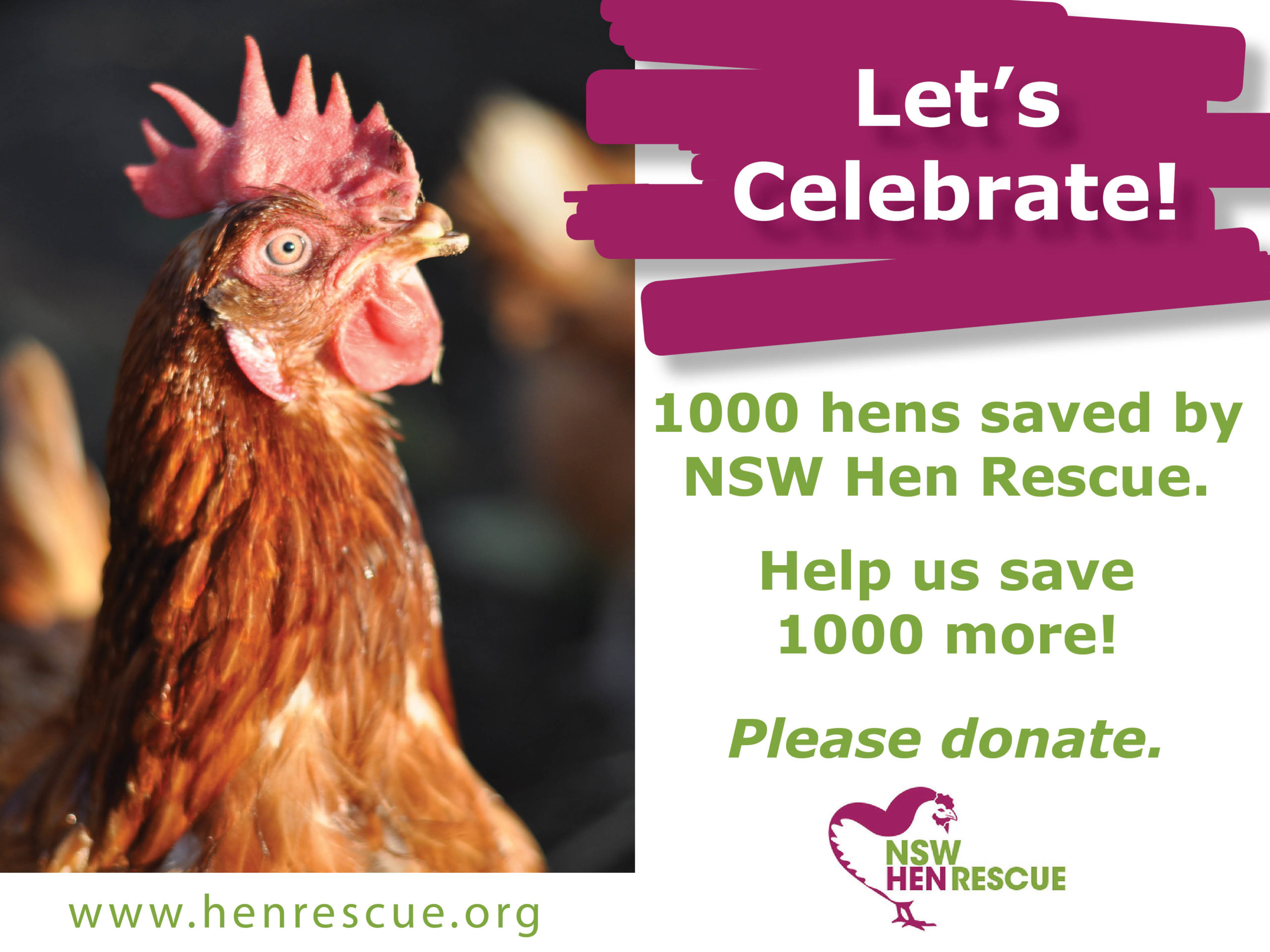 Read more about the article 1000 Hens Saved by NSW Hen Rescue!