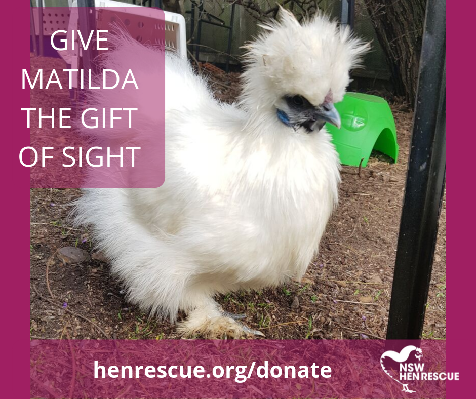 Read more about the article Give Matilda the Gift of Sight