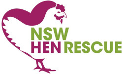 NSW Hen Rescue
