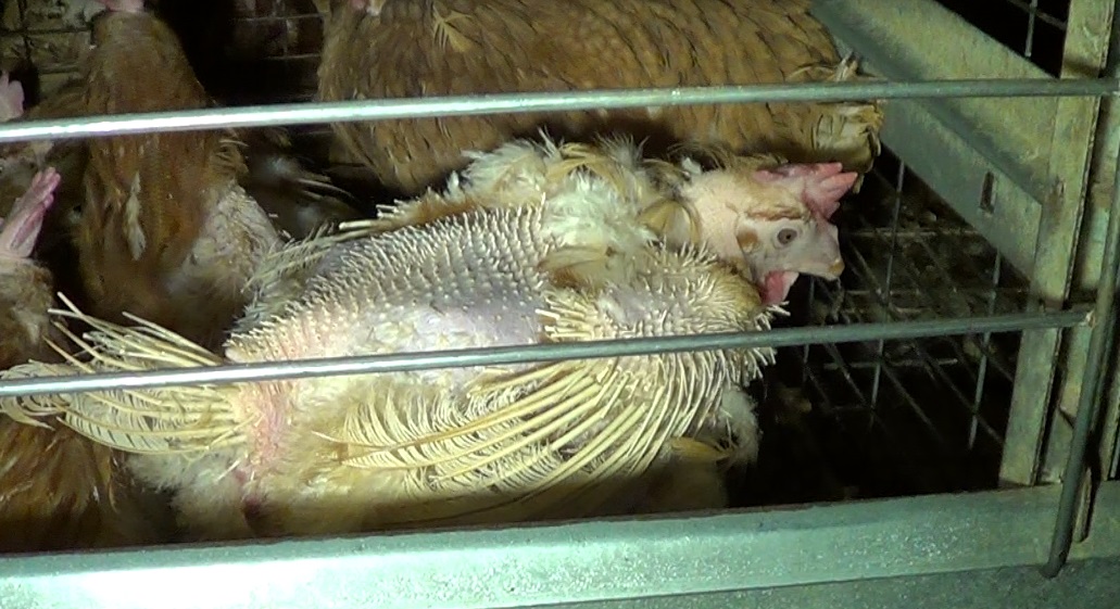 A battery hen in a cage, just before rescue