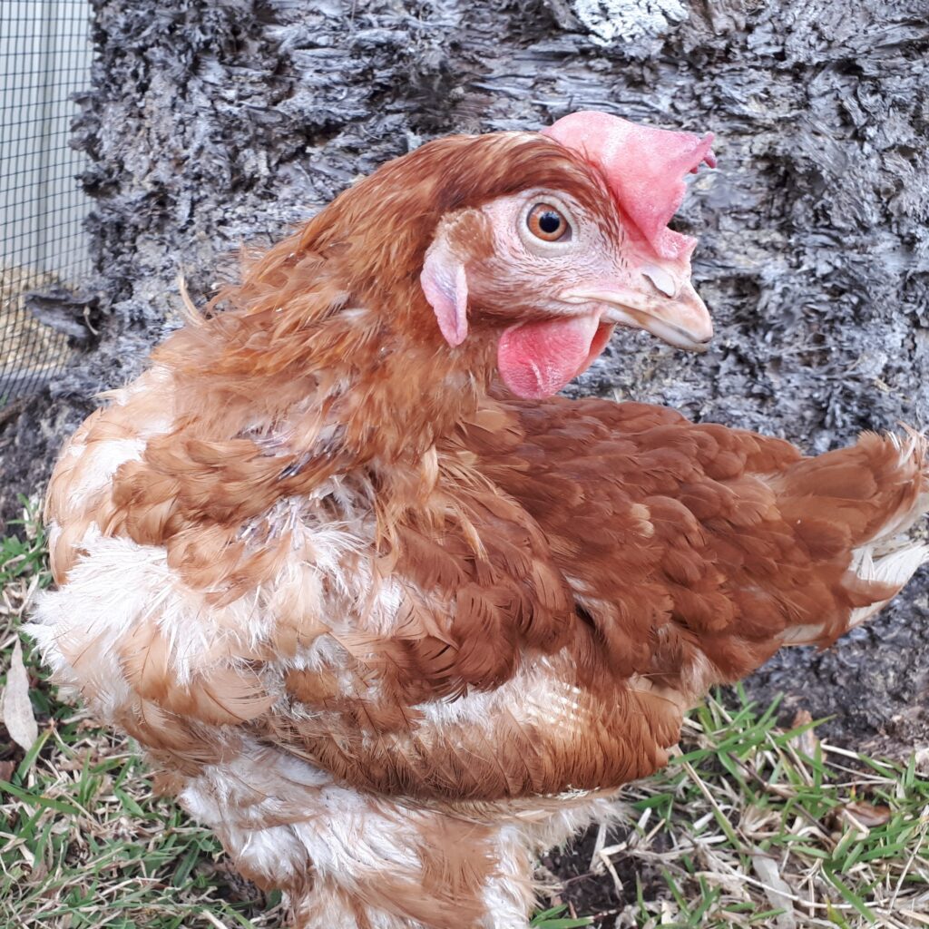Juliet, a rescued ex-battery hen, photographed in right profile