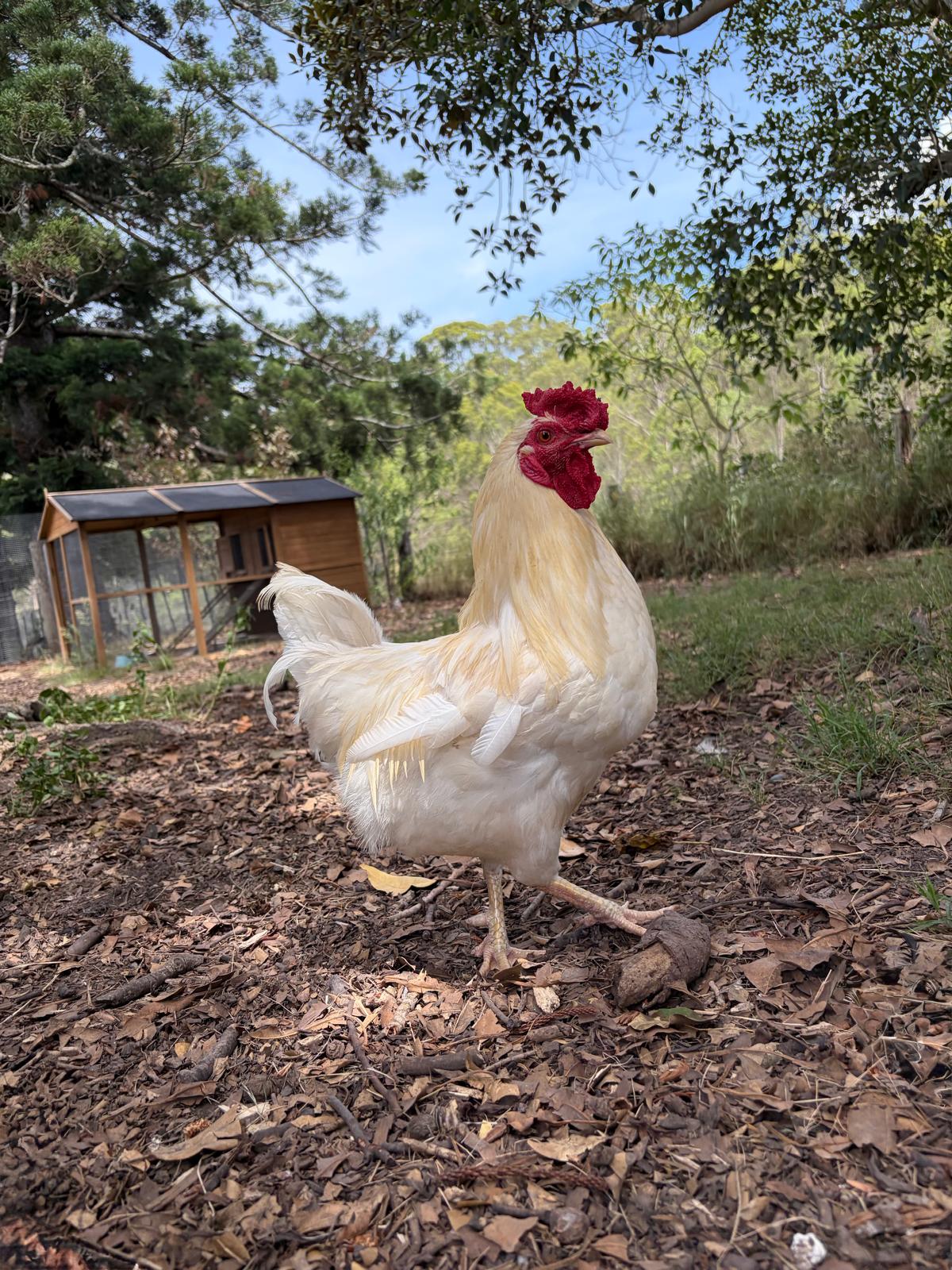 Randy, a rescued rooster, safe at NSW Hen Rescue's Hen Haven