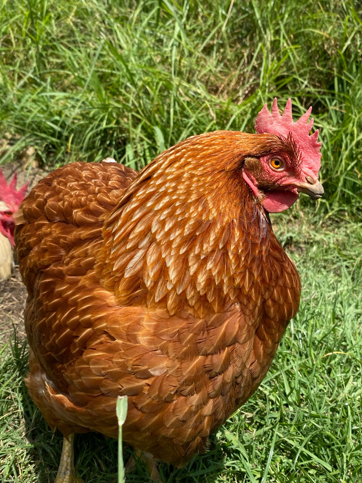 Gretel today, fully feathered and healthy