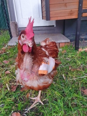 Gretel shortly after rescue, thin and missing feathers