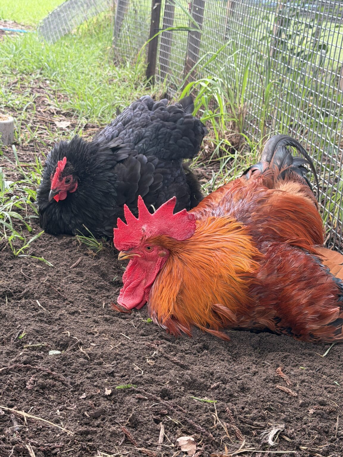 Suzie and Claude, two rescued chickens, dust bathing together in the sunshine