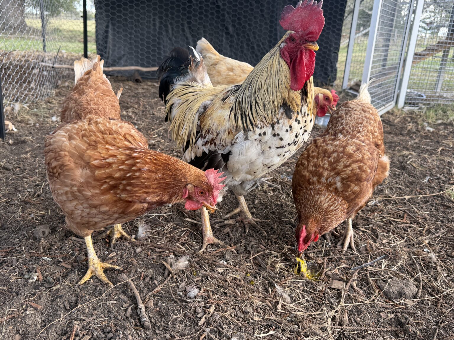 Brad, a rescued rooster, surrounded by his flock of hens