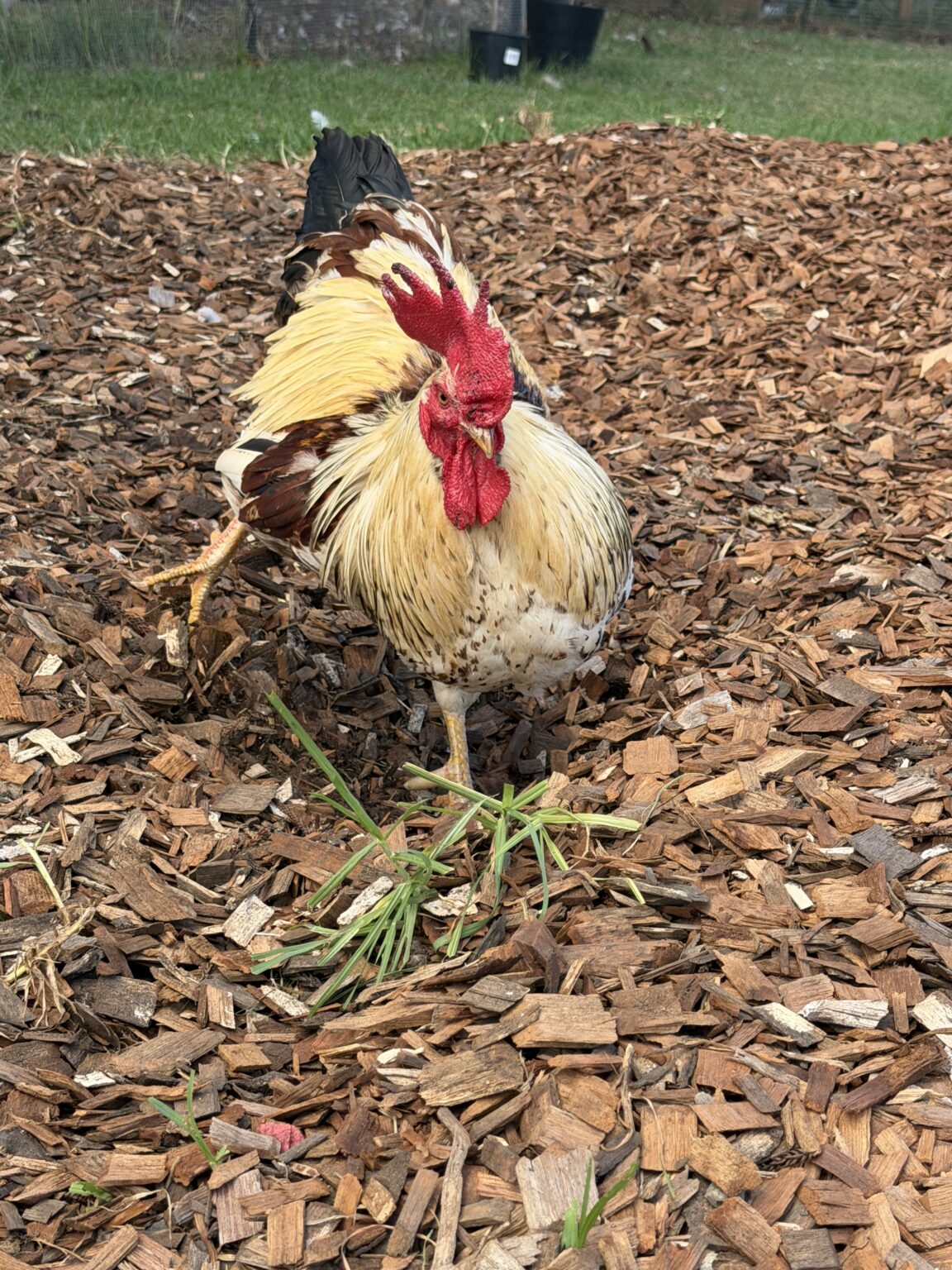 Fraser, a rescued rooster, joyfully dust bathing in the sunshine