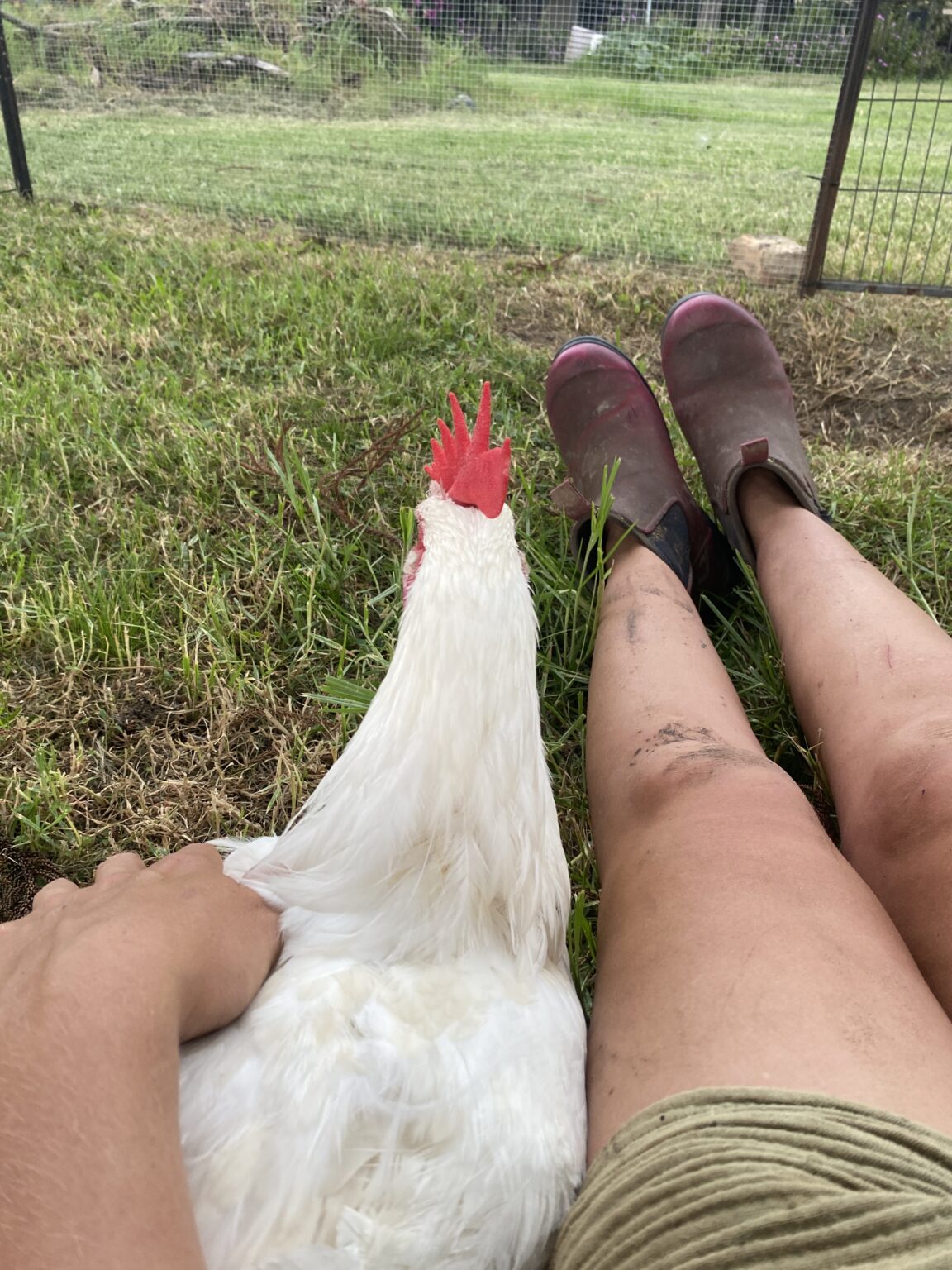 Catherine sitting beside Jaime, a rescued rooster, looking out together
