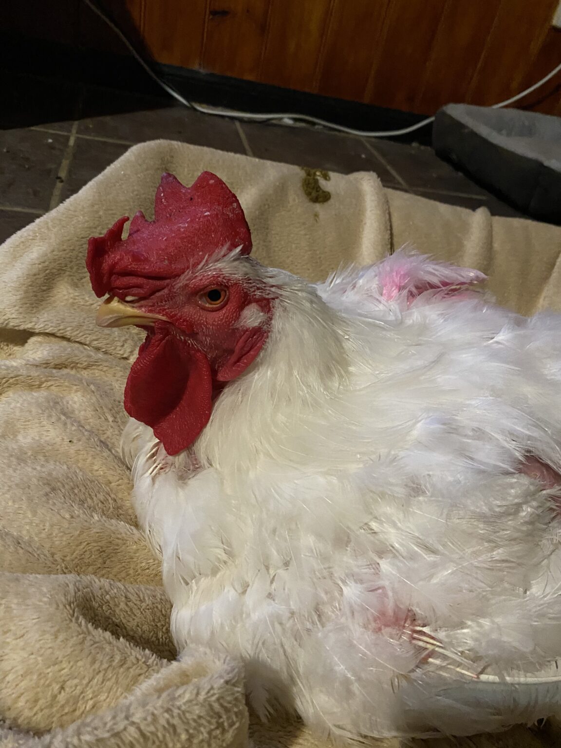 Martin, a rescued rooster, resting calmly on a blanket inside the house